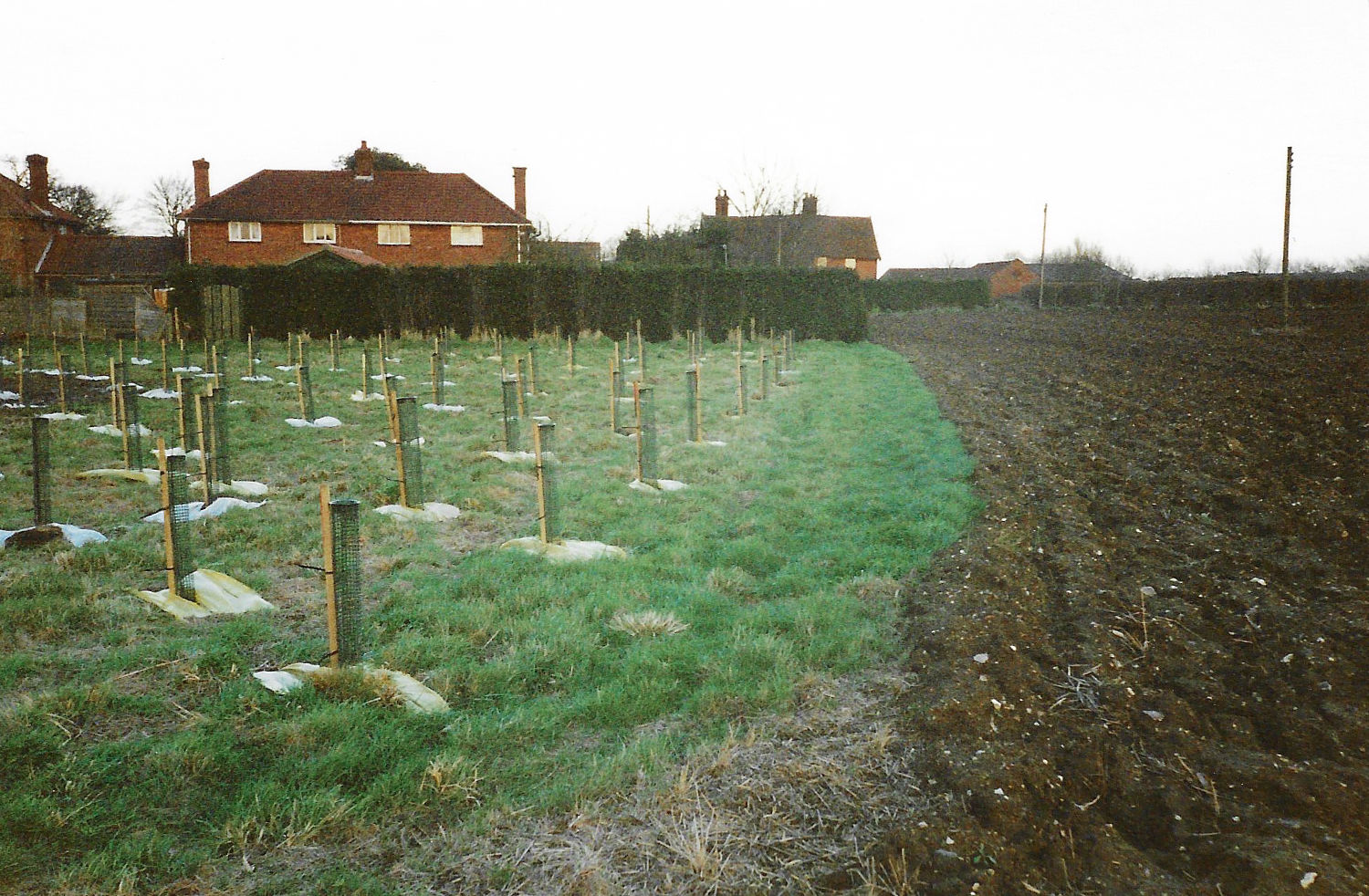 Different angle of the freshly planted Sheet Field Wood