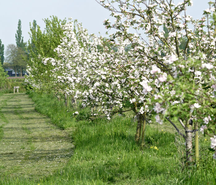 Orchard Header Image orchard view