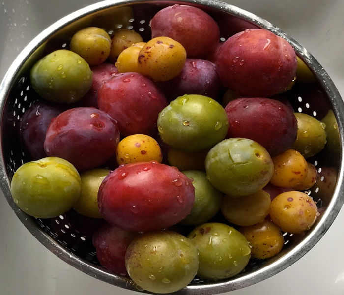 Ourvillage Header Image fruits