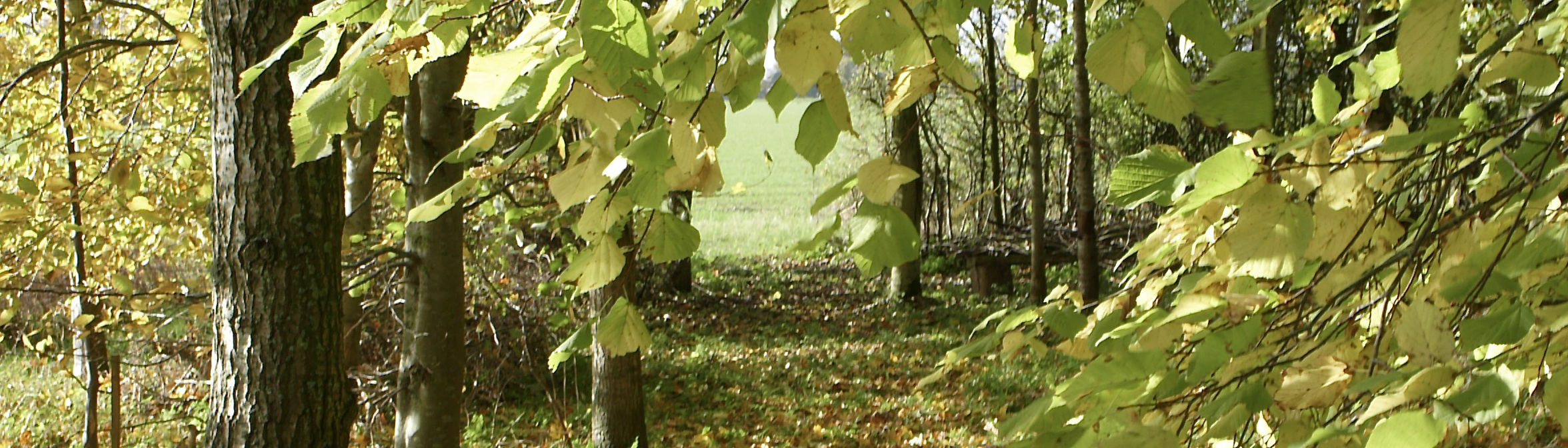 Sheet Field Trees